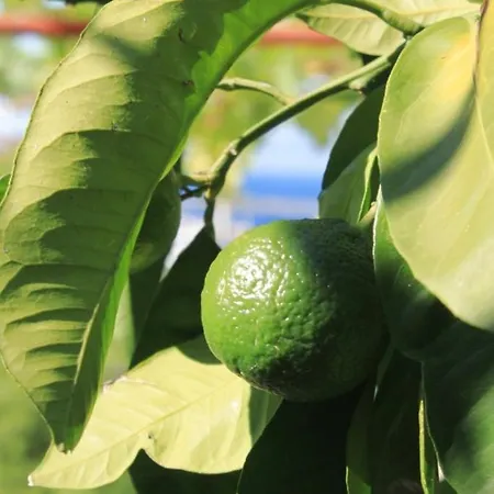 Gasthof And By The Sea Zaklopatica, - 8339 Lastovo