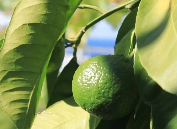 招待所 And By The Sea Zaklopatica, - 8339 Lastovo